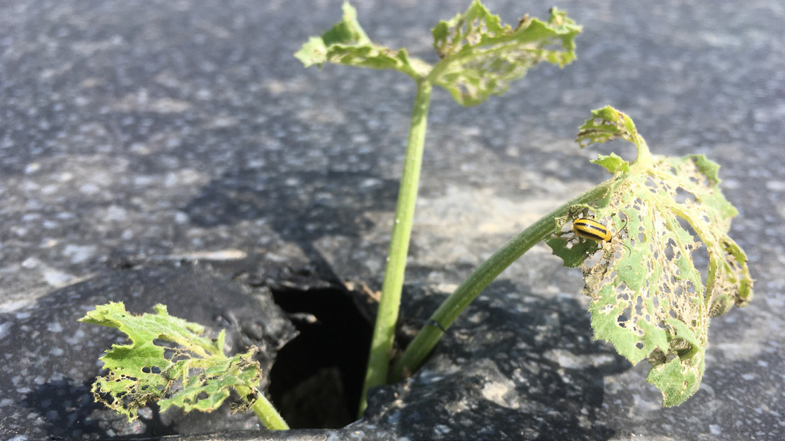 Young cucumber plant with leaves heavily damaged and defoliated from cucumber beetle feeding.