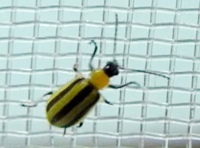 Striped cucumber beetle resting on the outside of fine mesh exclusion netting.