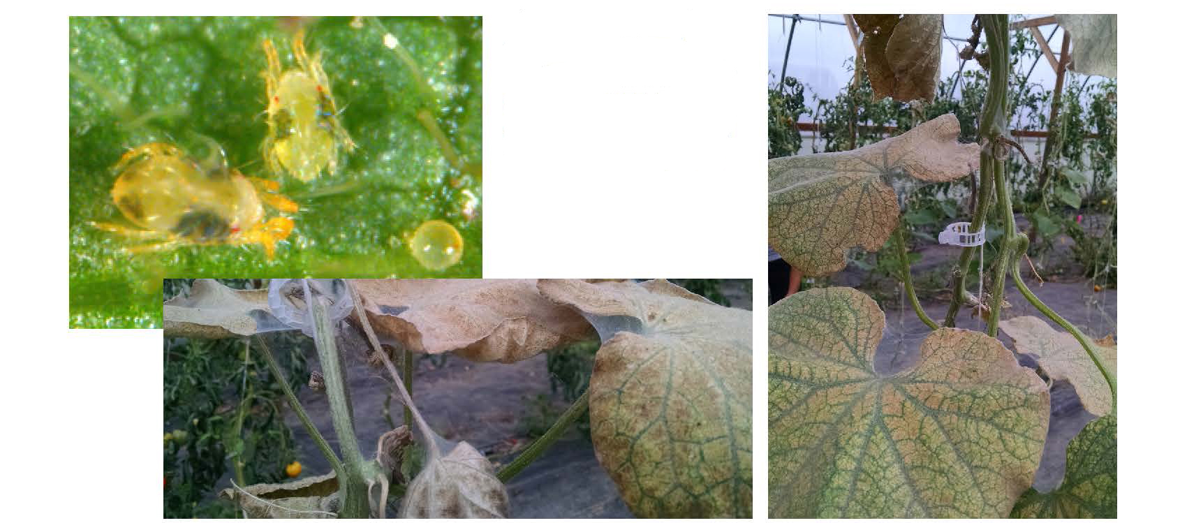 Composite image of two-spotted spider mites and egg, with webbing and yellow, damaged cucumber leaves showing mite infestation