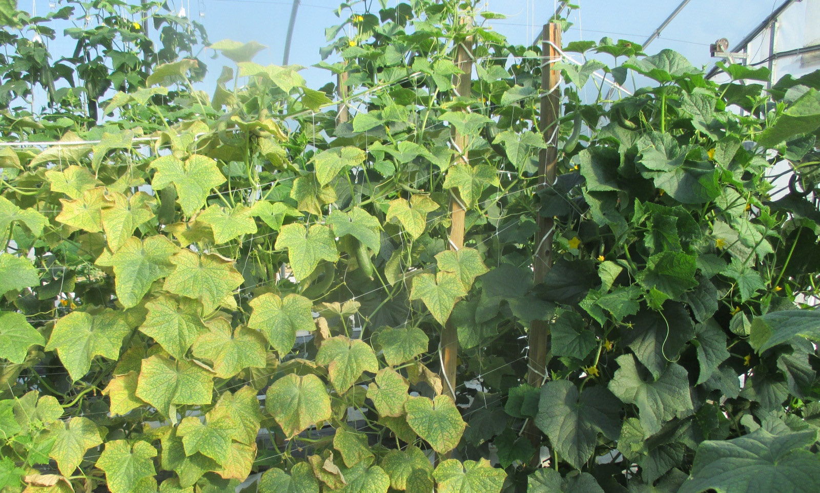 Side-by-side cucumber plants in a high tunnel showing greater spider mite damage on ‘Corinto’ compared to more tolerant ‘Taurus.’