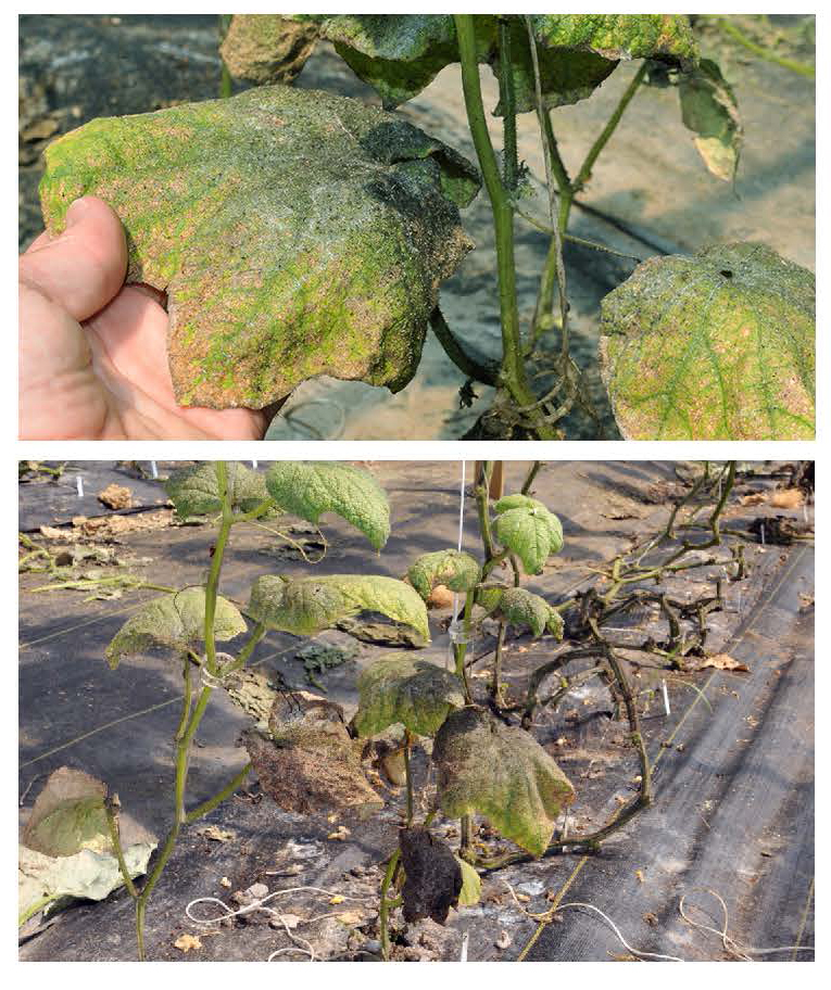 Cucumber leaves covered with black sooty mold growing on honeydew from heavy aphid infestation.