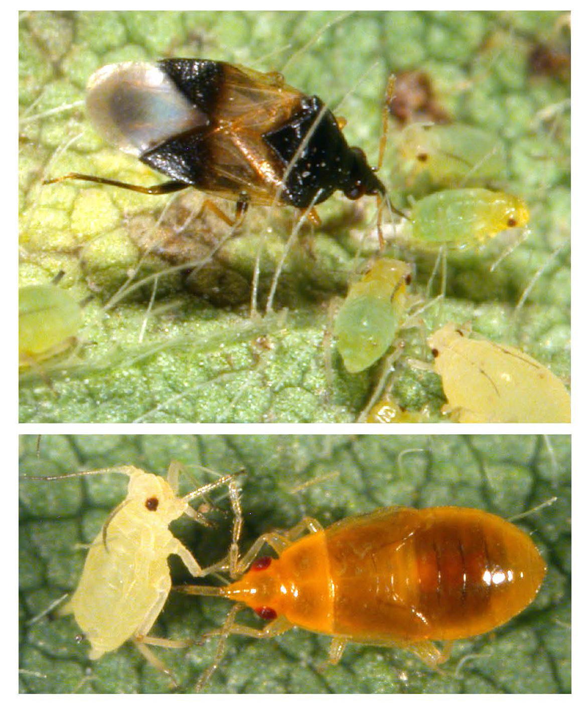Minute pirate bug adult and nymph feeding on aphids on a leaf surface.