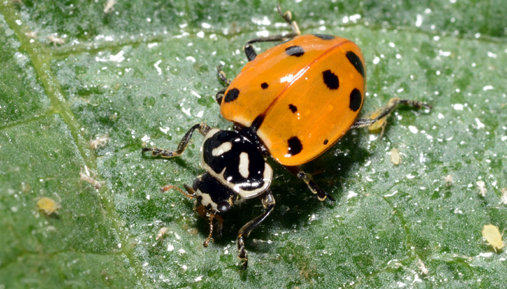 Adult lady beetle on a leaf feeding on aphids.