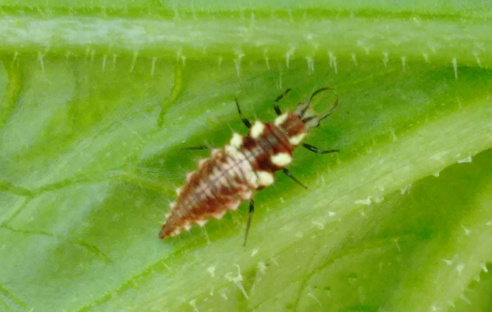 Lacewing larva on a leaf feeding on aphids and other small insect pests.