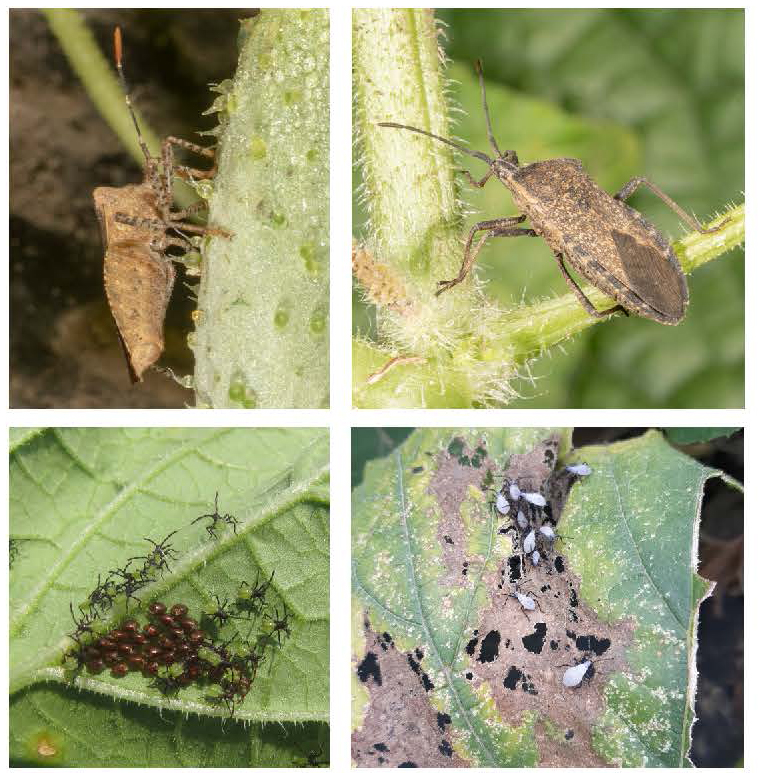 Composite image of squash bug life stages, showing adults on stems, eggs on leaf undersides, hatching nymphs, and groups of nymphs of different sizes feeding on leaves.