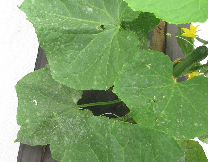 Cucumber leaves showing powdery mildew, with white, powdery spots and patches across the leaf surfaces.