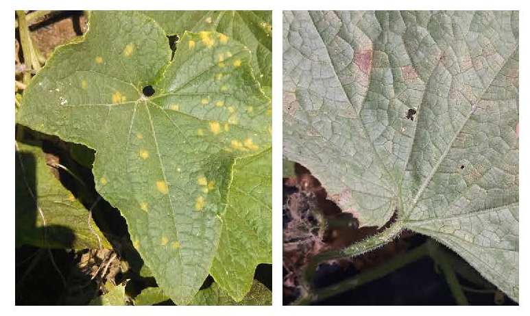 Cucumber leaves showing early downy mildew symptoms with angular yellow spots on the upper surface and fuzzy growth on the underside.
