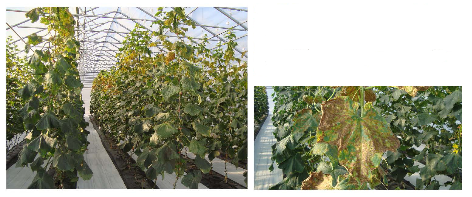 High tunnel cucumber plants with downy mildew, showing more severe leaf damage in upper canopy; inset shows leaf with yellow and brown lesions.