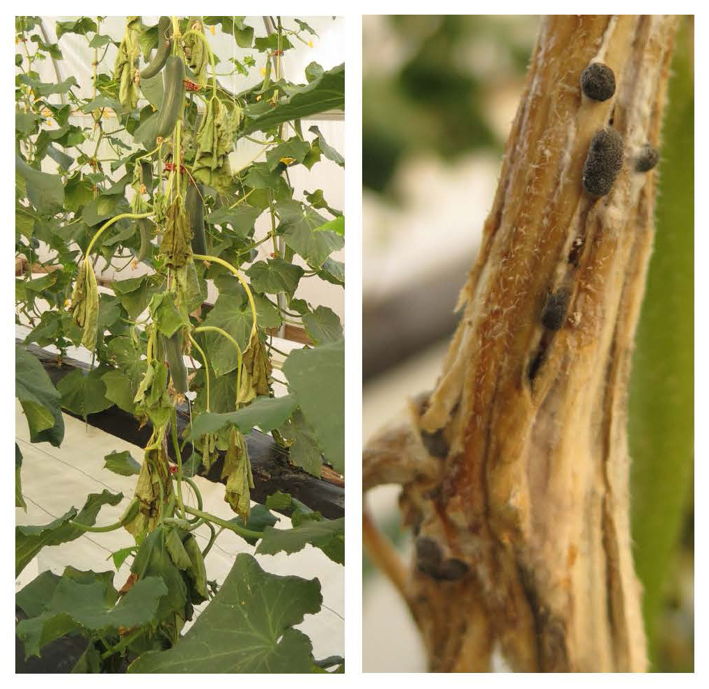the fungus may grow into the plant and result in the symptoms described above.