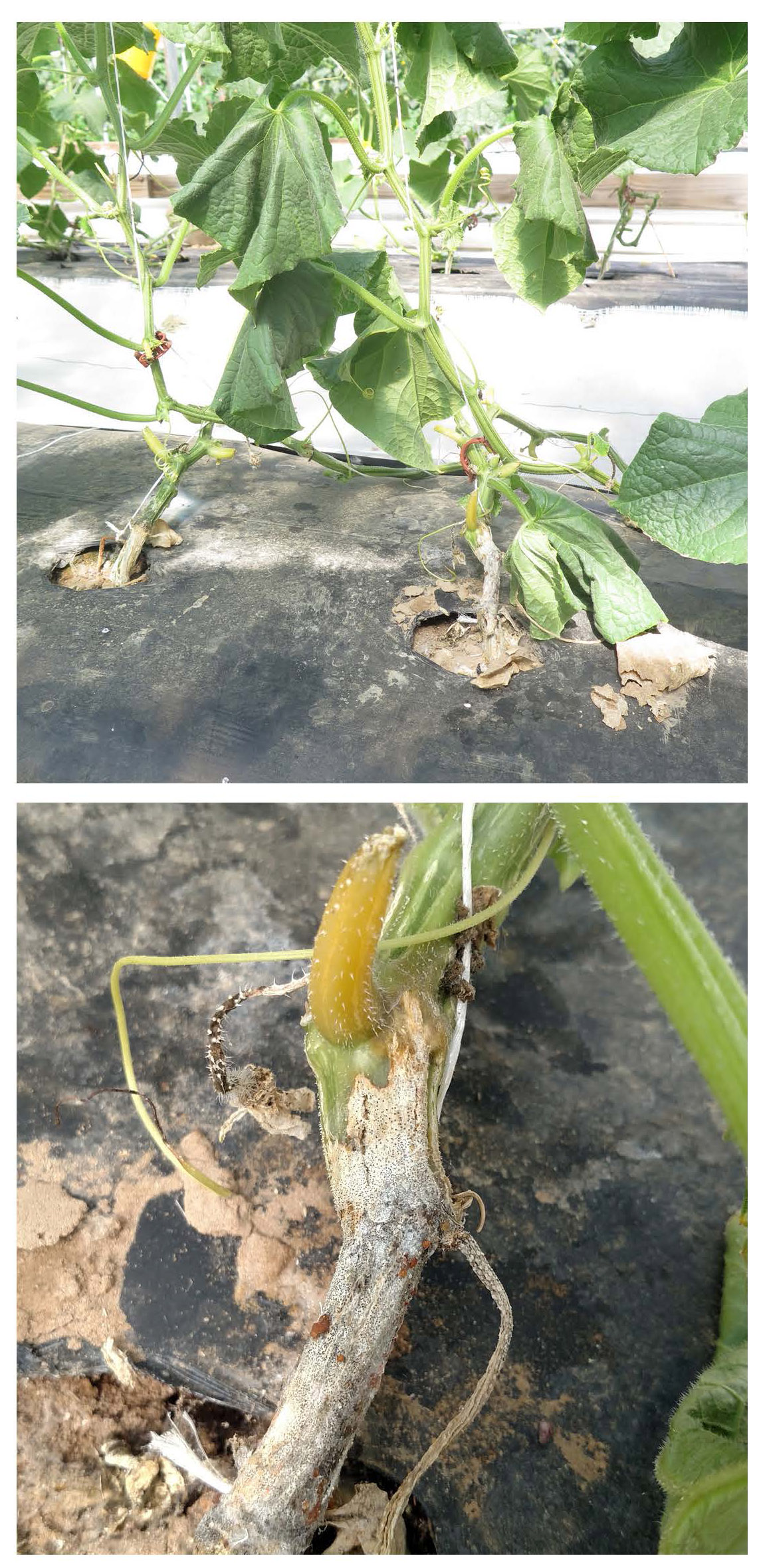 Cucumber plants showing wilt symptoms from charcoal rot, with grayish, necrotic lesions and embedded microsclerotia at the base of the stem.