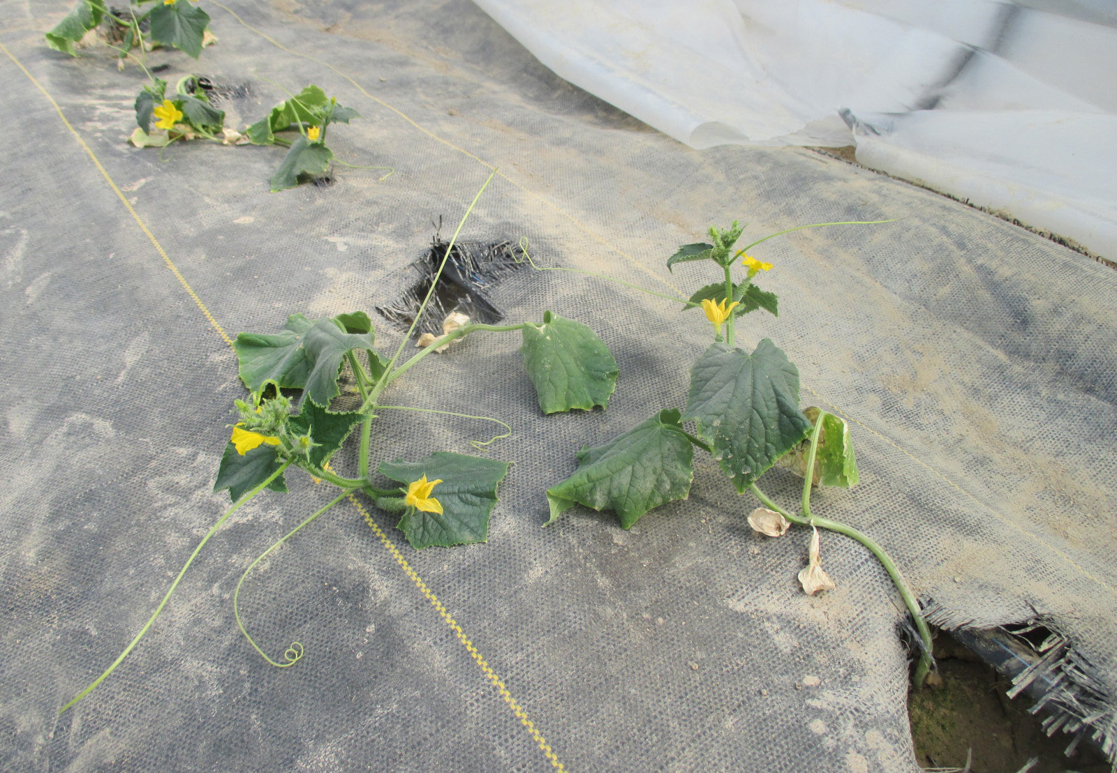 Cucumber plants wilted and lying on the ground due to low soil temperature stress in a high tunnel.