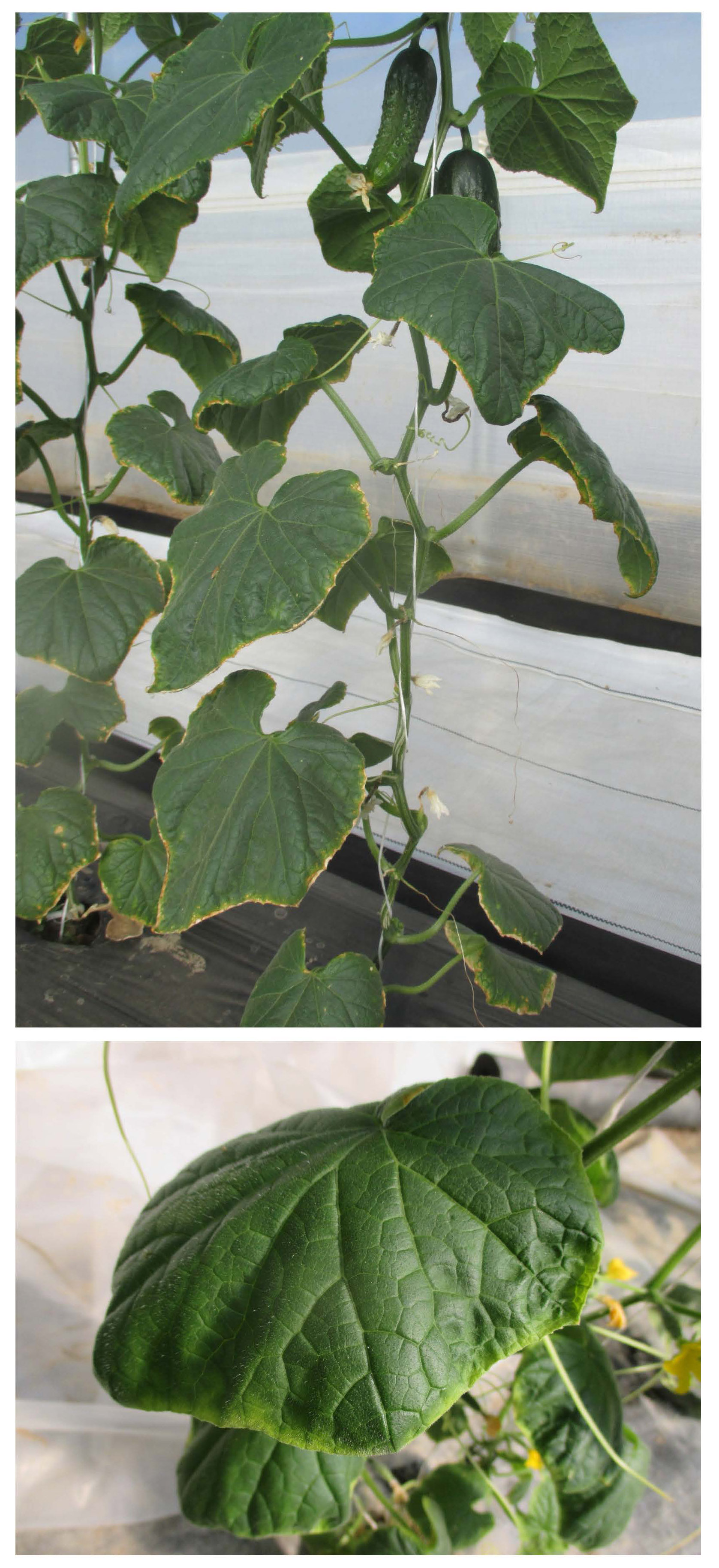 Cucumber leaves showing yellow margins and downward curling caused by low soil temperatures.