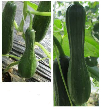 Misshapen cucumbers with uneven growth and swelling caused by inconsistent water supply.