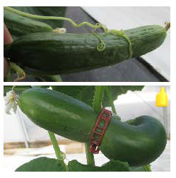 Deformed cucumbers showing bending from tendrils and constriction from trellis clips.