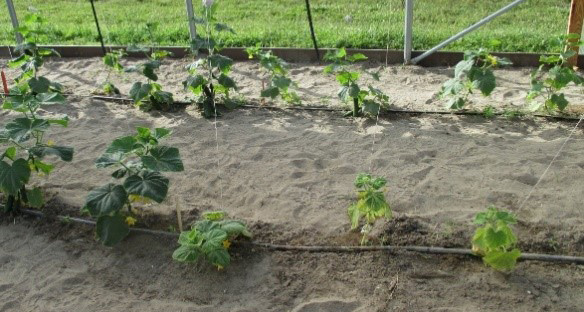 Cucumber plants with stunted growth and sparse foliage in an area affected by high soil salinity.