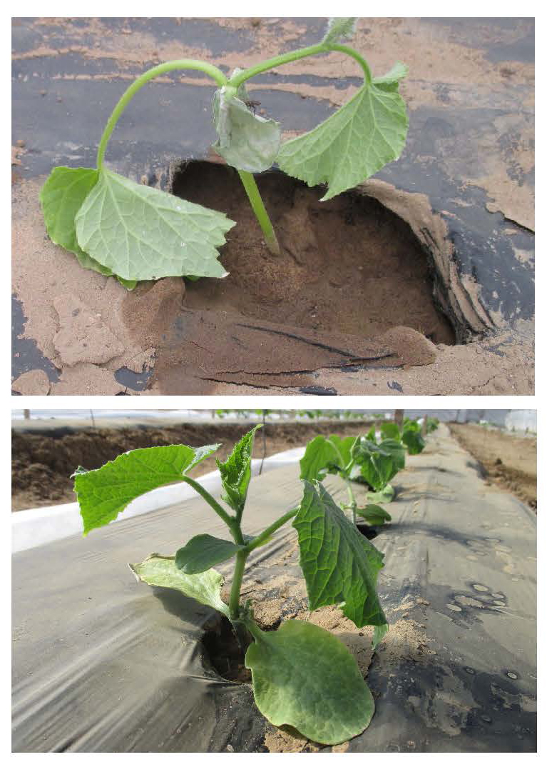 Comparison of cucumber seedlings after cold stress, with a wilted non-grafted plant above and a healthy grafted plant below.