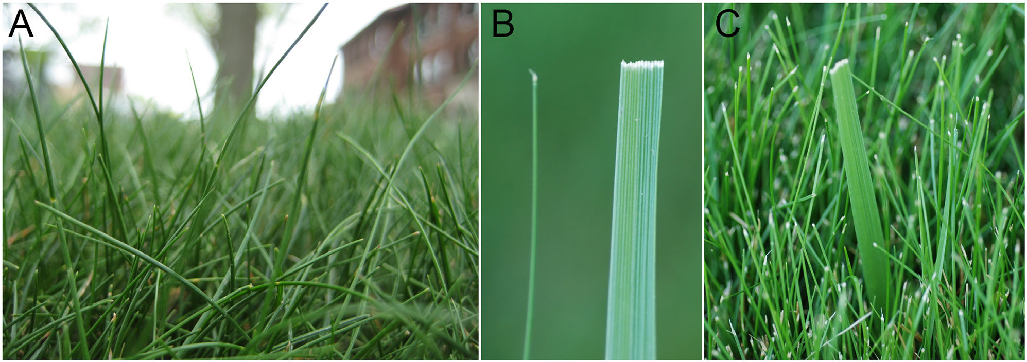 Close-ups of turf showing mixed blade textures, a ridged grass leaf, and a broad leaf among finer grass.