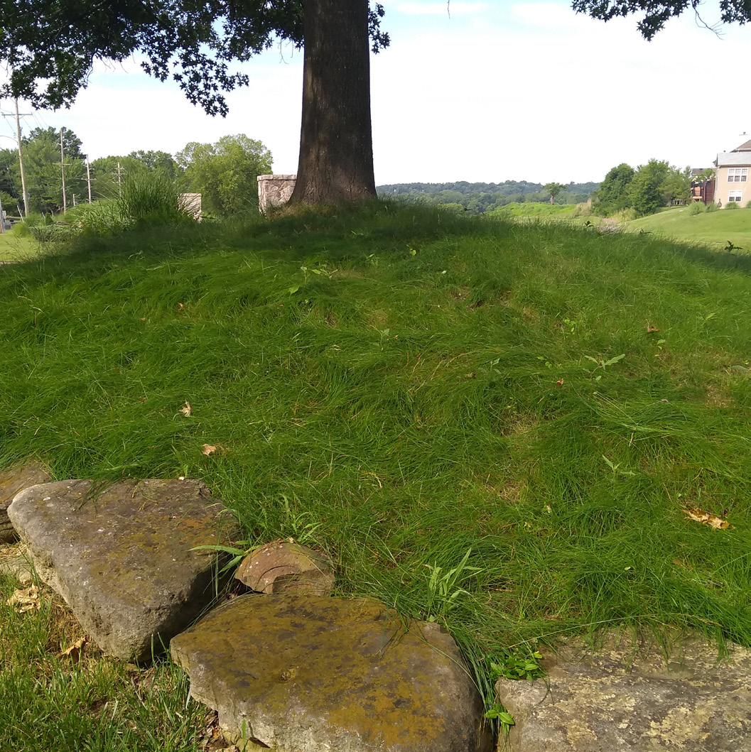Shaded slope under a large tree with thin, patchy grass and exposed soil areas bordered by rocks.