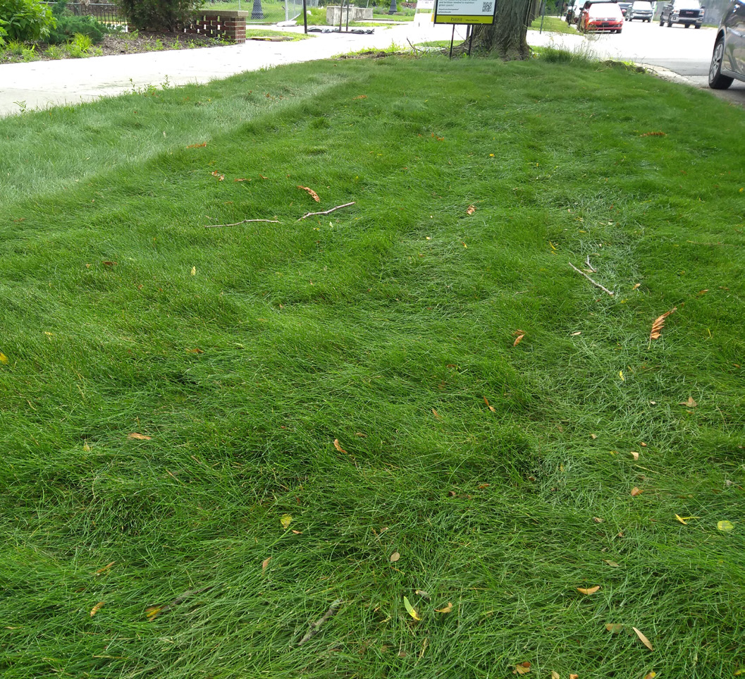 Lawn near sidewalk and street showing flattened, uneven grass with scattered leaves and debris.