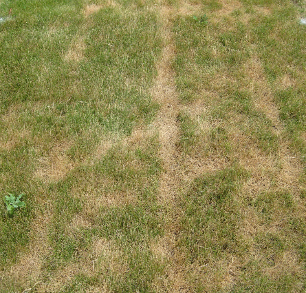 Patchy lawn with brown, dry grass areas mixed with green patches, indicating drought stress.