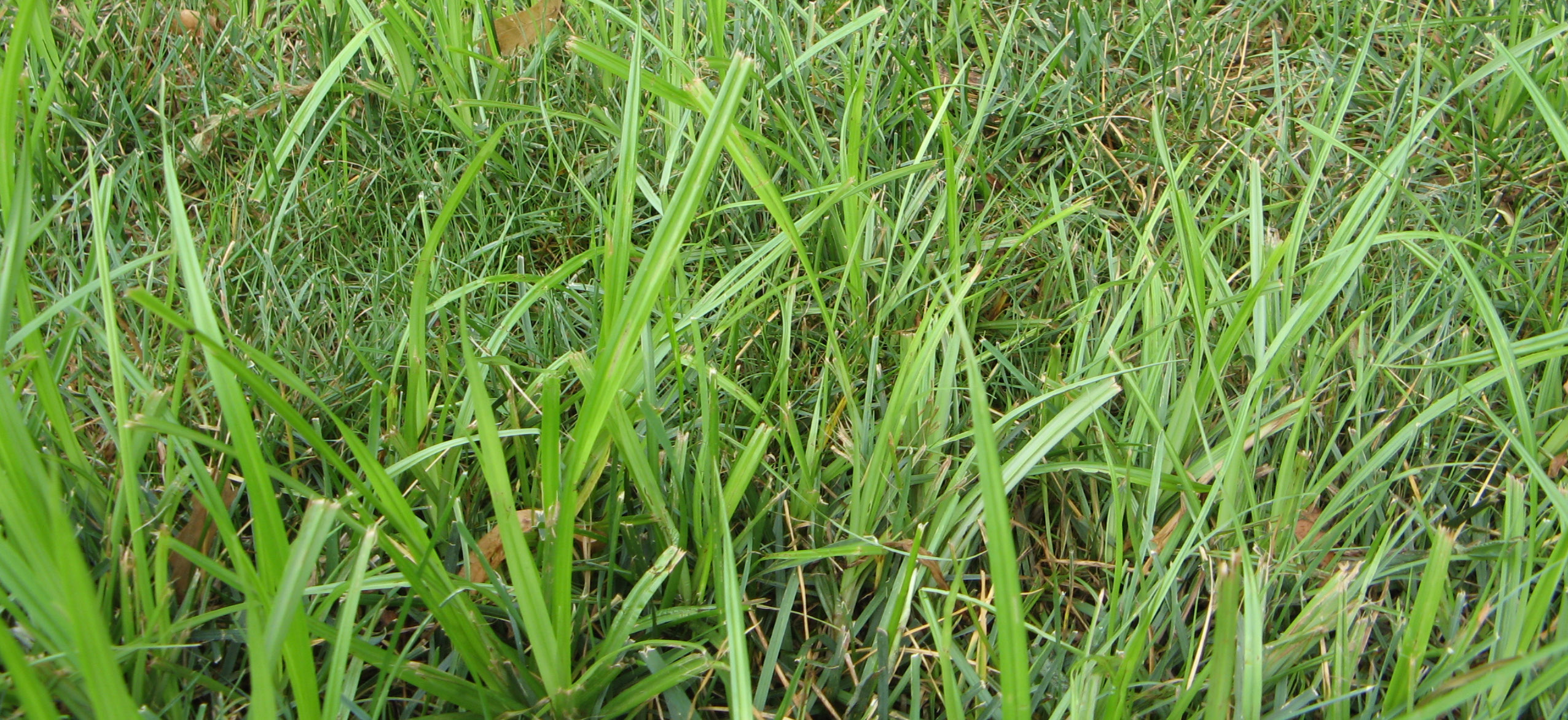 TURF-45: A Problem Weed: Controlling Yellow Nutsedge in Lawns