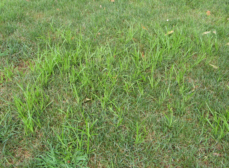 Picture of yellow nutsedge