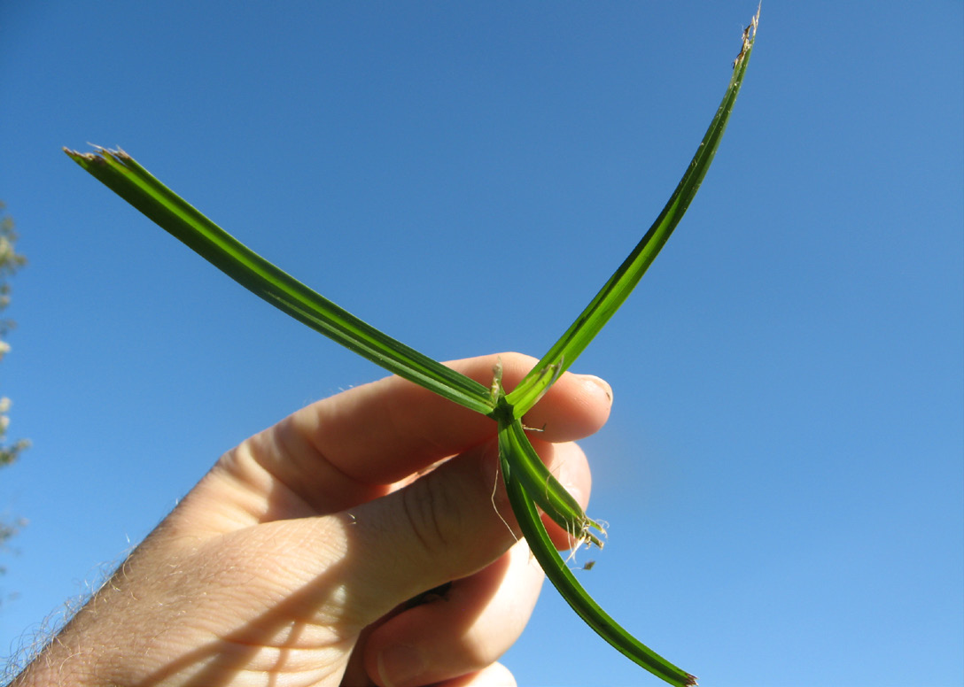 An image showing the three-ranked leaf arrangement of yellow nutsedge.