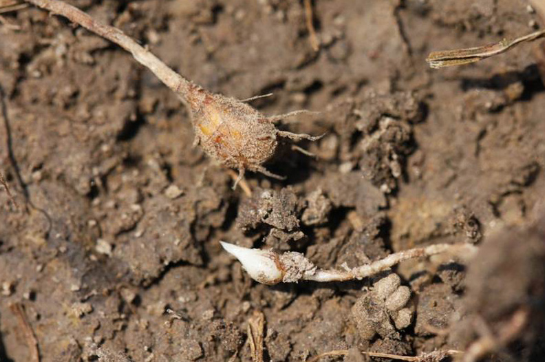 This image shows a mature yellow nutsedge tuber (the brown structure shown on top) and a yellow nutsedge tuber forming on the tip of a rhizome.
