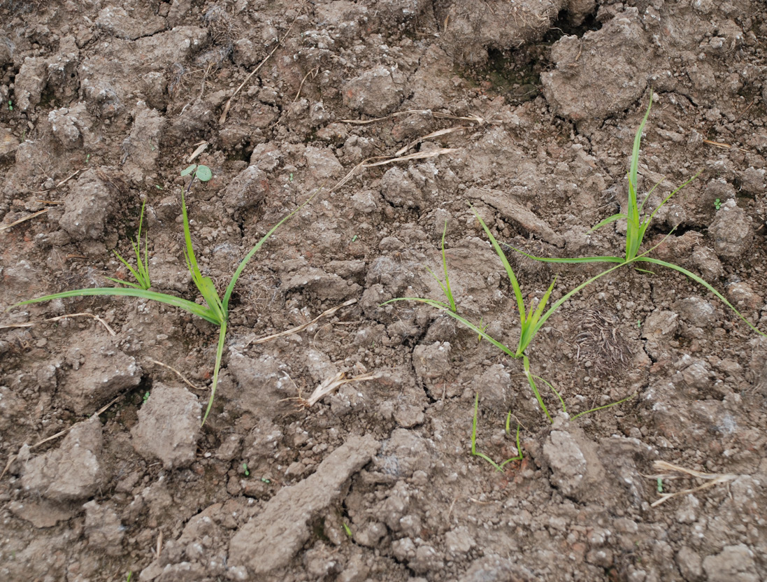 Small nutsedge plants growing from the soil.