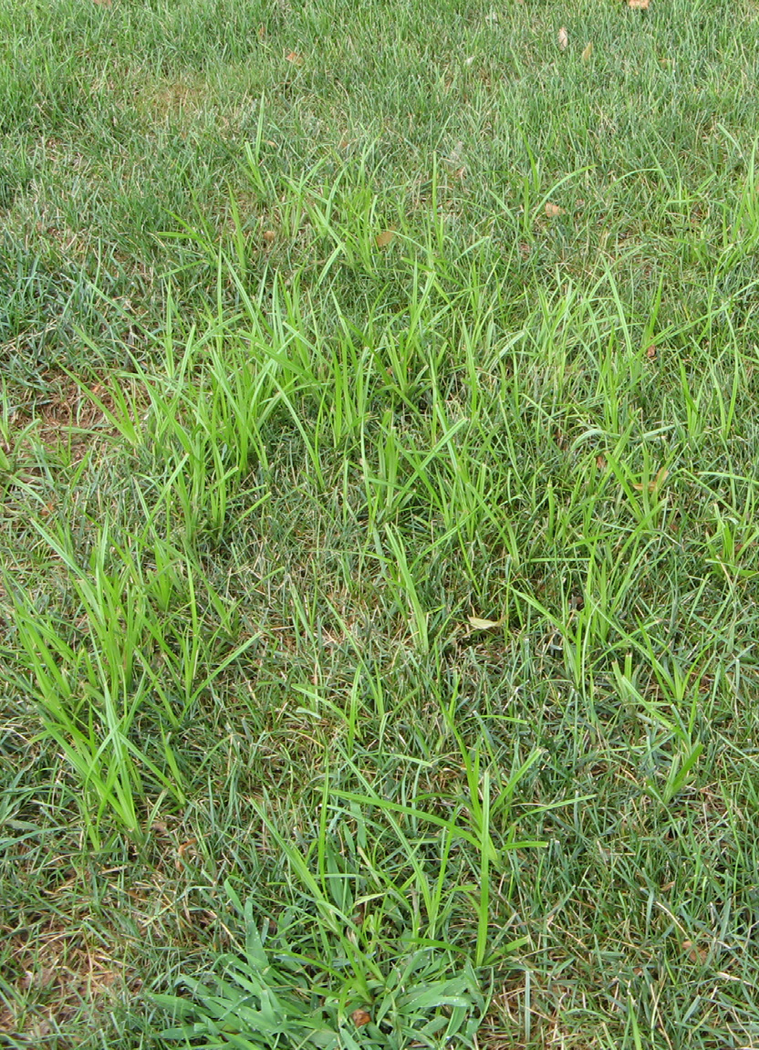 Yellow nutsedge growing taller than surrounding turfgrass in a lawn.