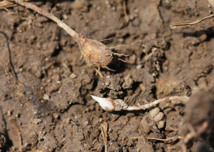 Yellow nutsedge tubers and rhizomes visible in soil.
