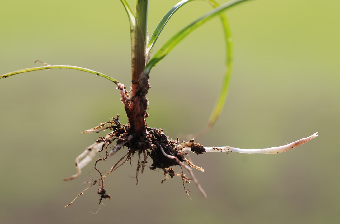 Yellow nutsedge plant showing roots, rhizomes, and emerging tuber.