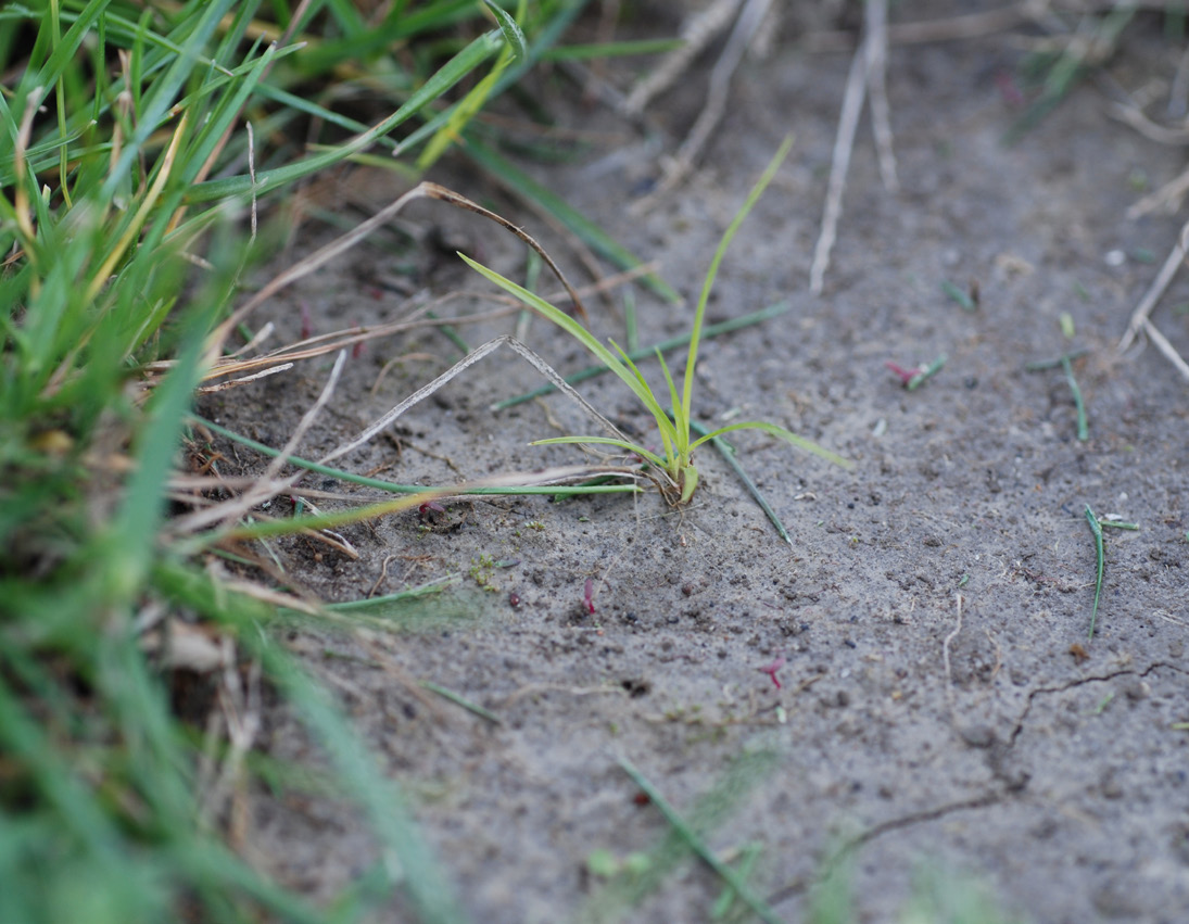 Young yellow nutsedge plant emerging in bare soil.