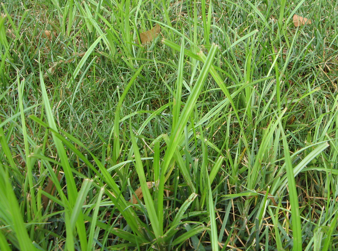 Dense patch of yellow nutsedge with upright, light green leaves in turf.