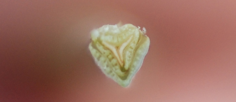 Close-up of yellow nutsedge leaf structure and three-ranked arrangement.