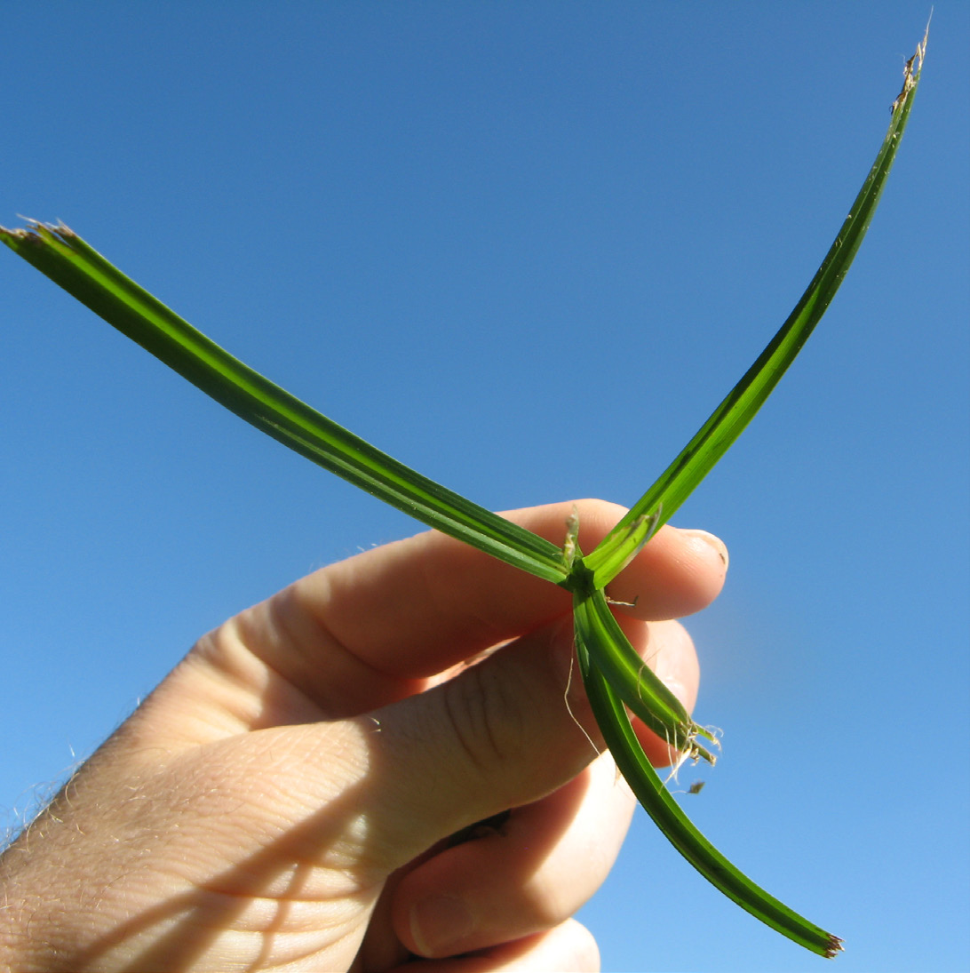 Hand holding yellow nutsedge stem illustrating triangular stem structure.