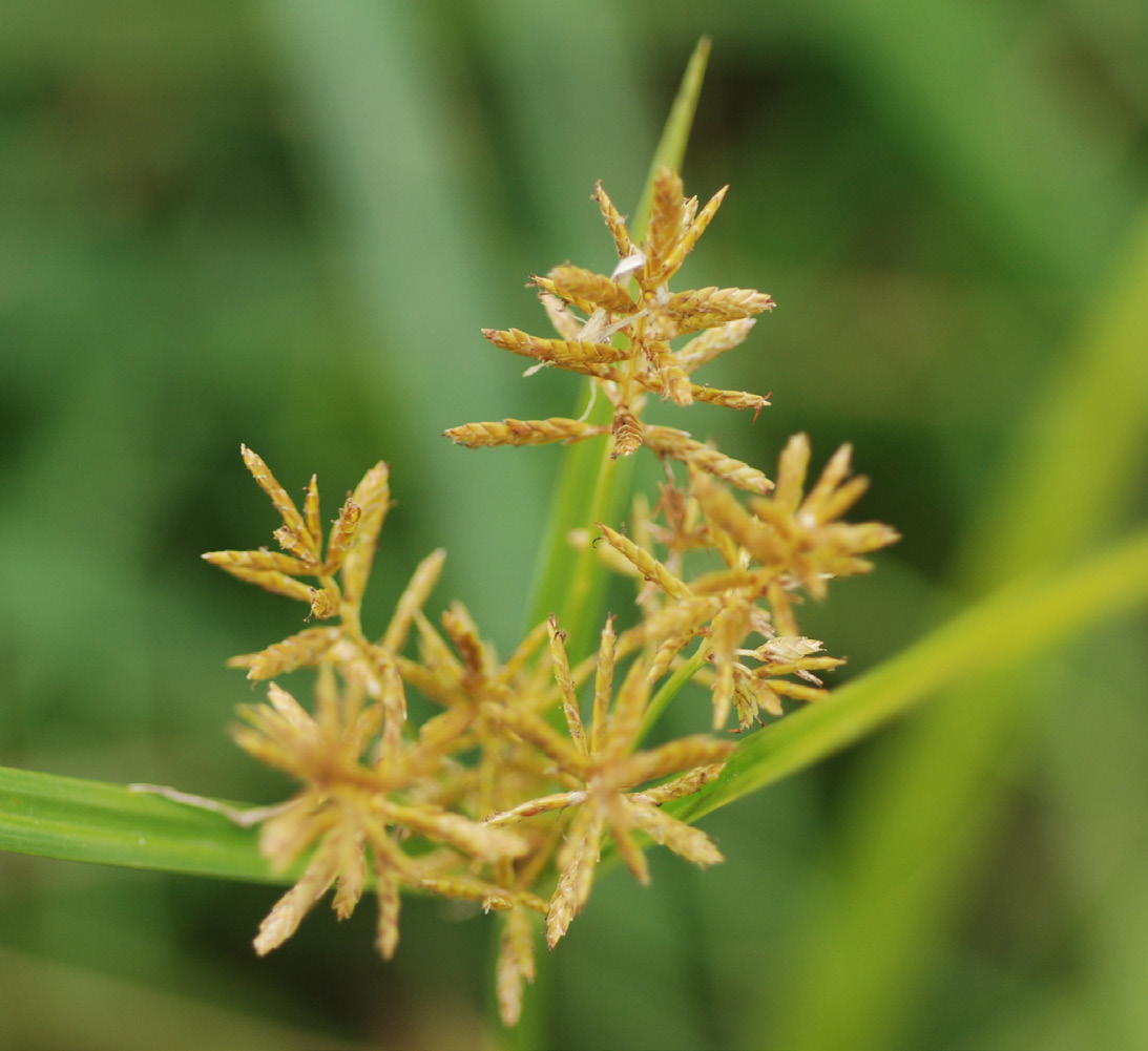 Yellow nutsedge seedhead with golden spikelets.