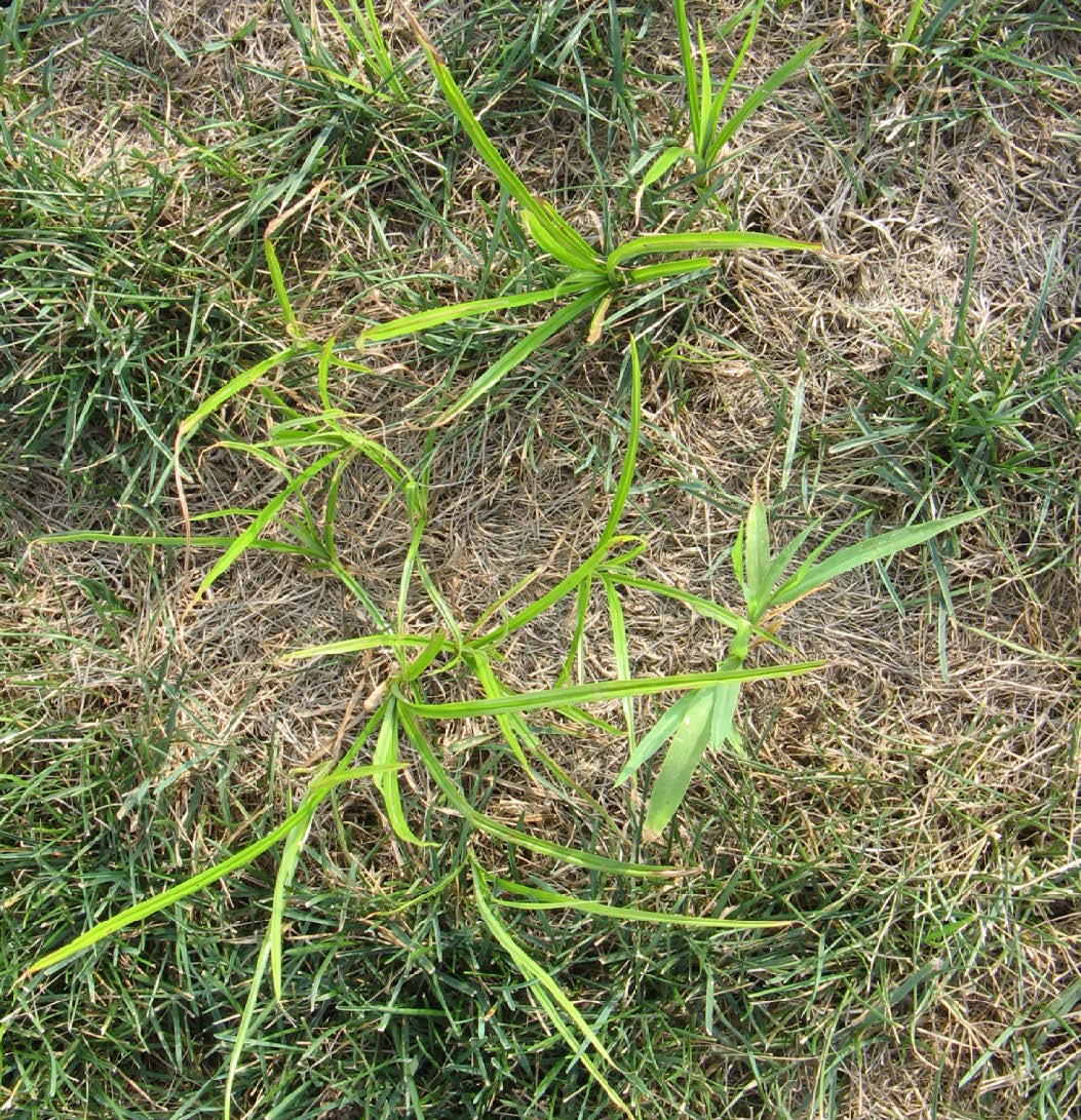 Yellow nutsedge spreading in thin, drought-stressed turf.