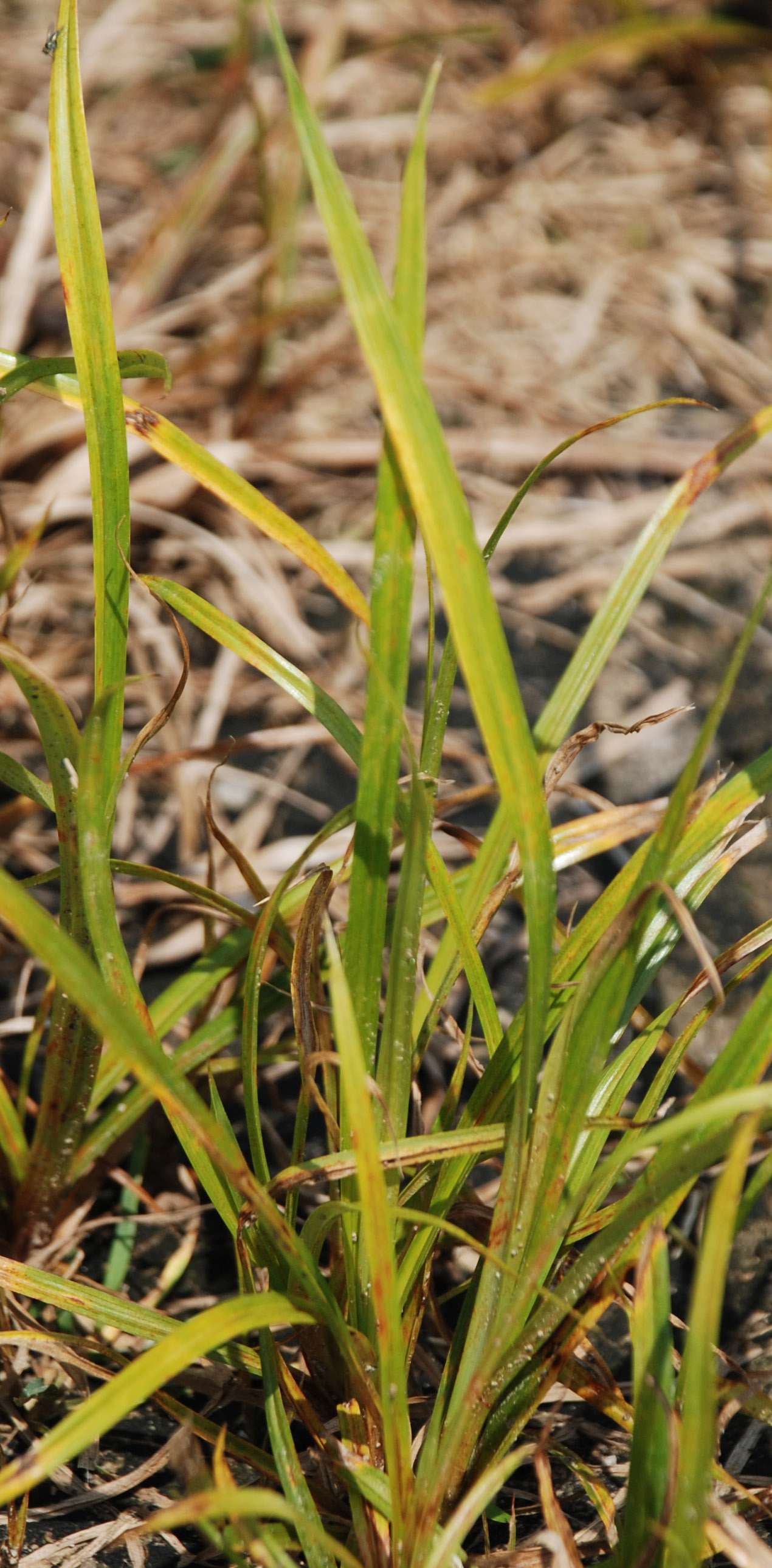 Yellow nutsedge leaves showing herbicide injury and discoloration.