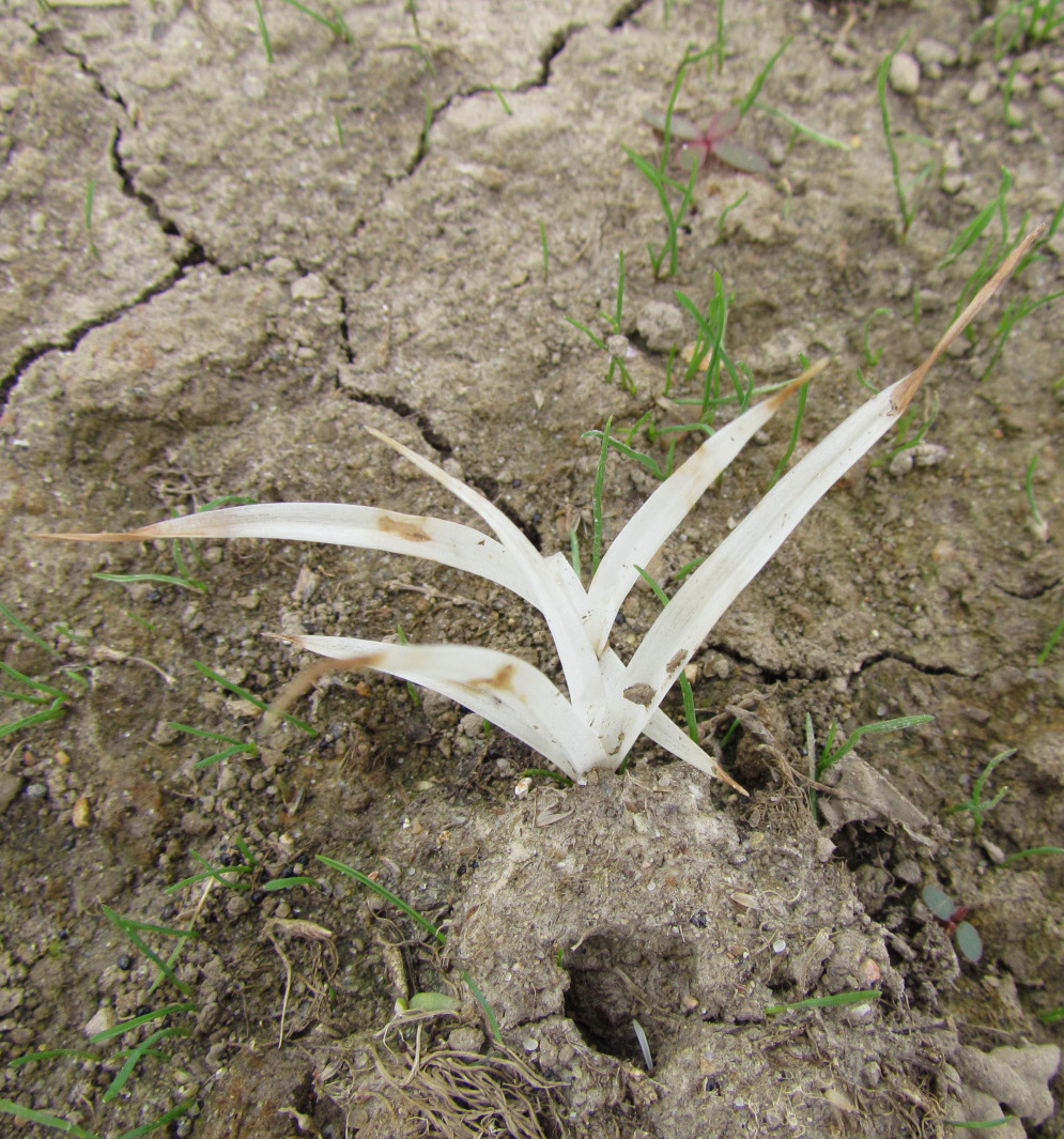 Bleached yellow nutsedge plant following herbicide application.