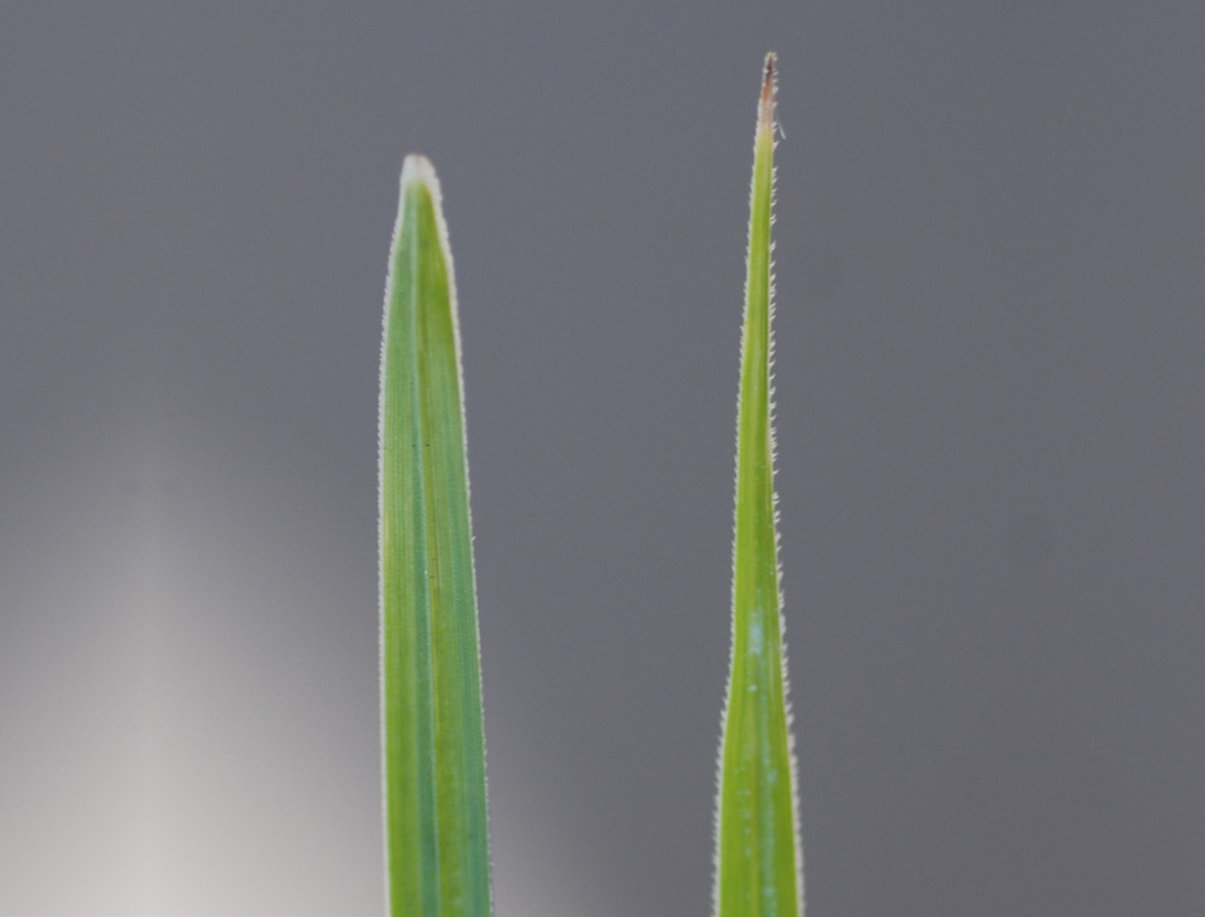 Comparison of smooth purple nutsedge leaf and a yellow nutsedge  leaf.