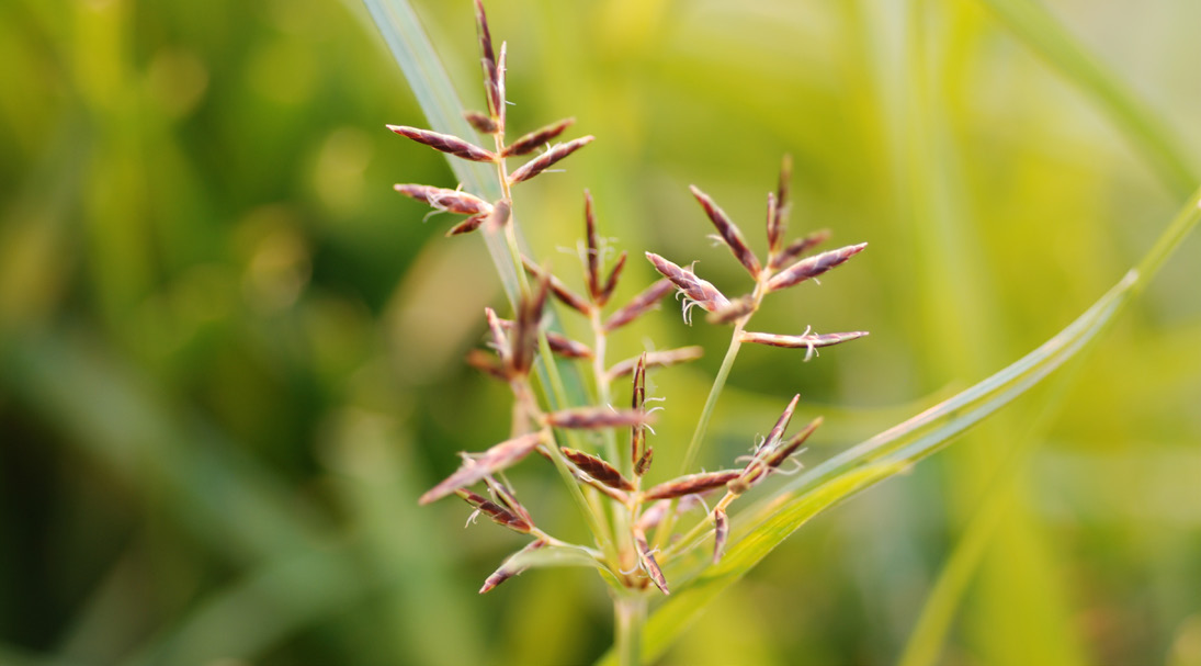 Purple nutsedge seedhead with reddish-purple spikelets.