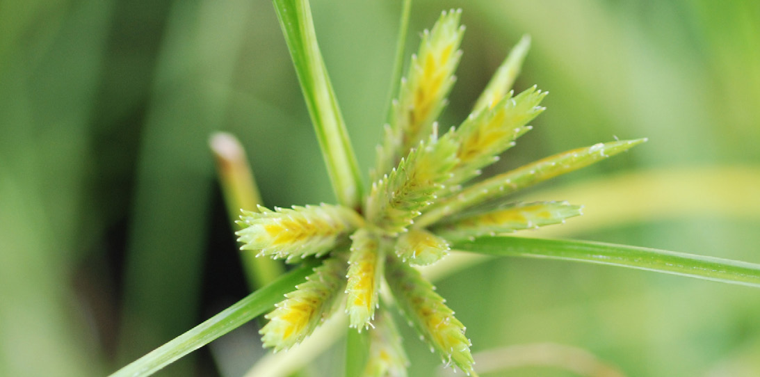 Annual sedge seedhead with compact yellow-green spikes.
