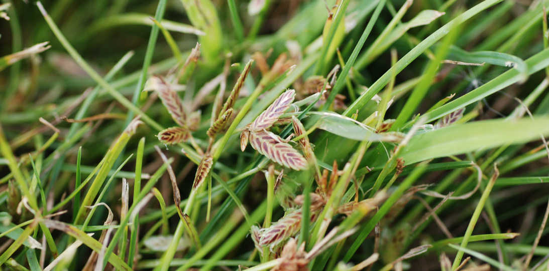 False-green kyllinga with round, ball-shaped seedheads.