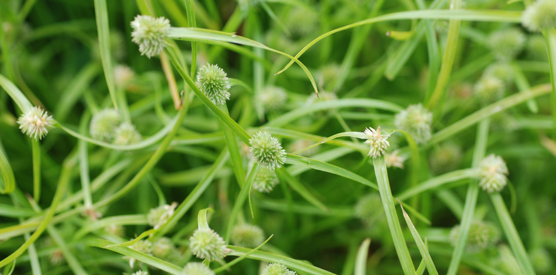 False-green kyllinga with round, ball-shaped seedheads.