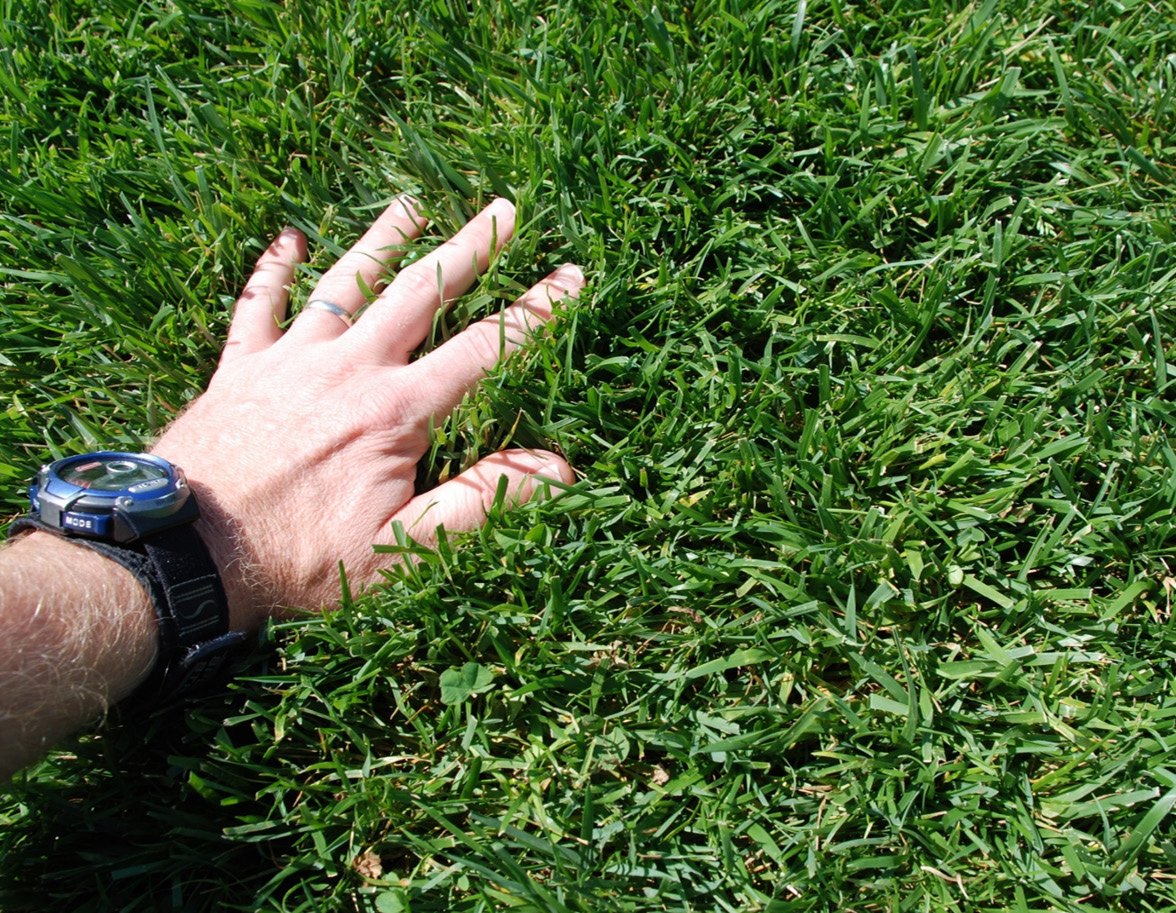 Hand pressed into dense turfgrass with wider blades, showing thick growth and coarse leaf texture.