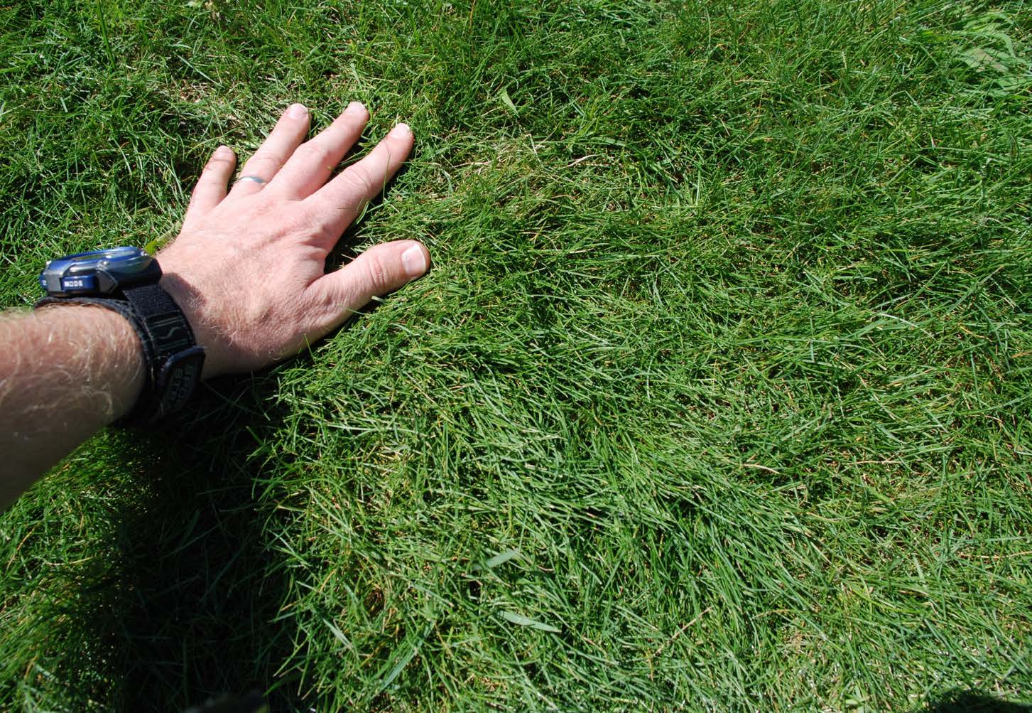 Hand pressed into fine fescue turf with thin, needle-like blades, showing finer texture and less dense canopy.