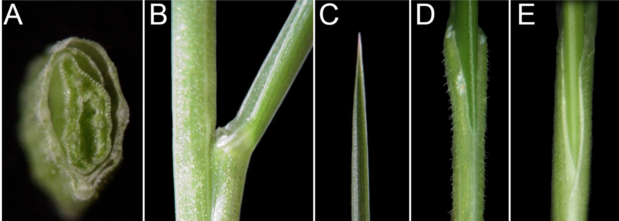 Close-up views of fine fescue features: folded leaf, stem junction, pointed leaf tip, and sheath characteristics
