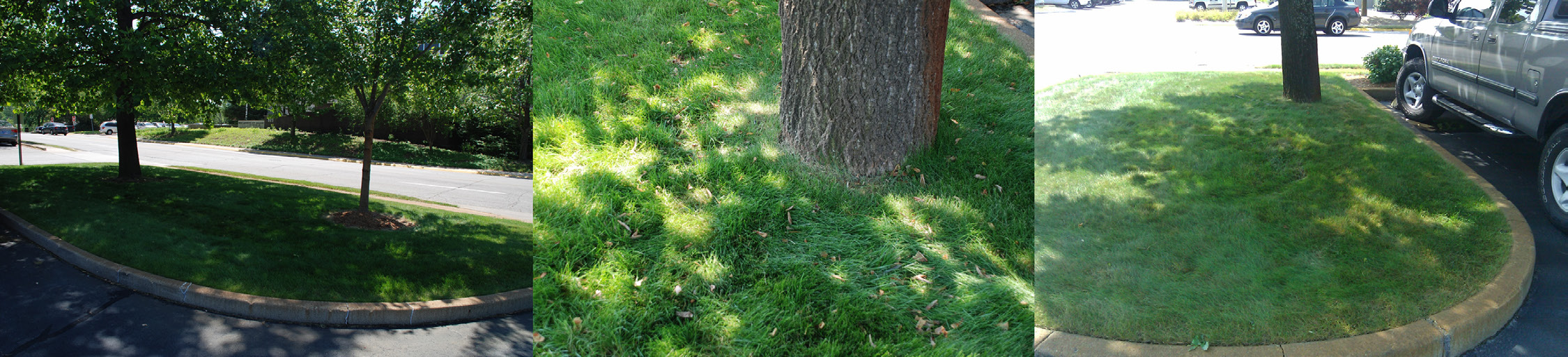 Fine fescue growing in shaded areas under trees and along curbs, showing tolerance to low-light conditions.