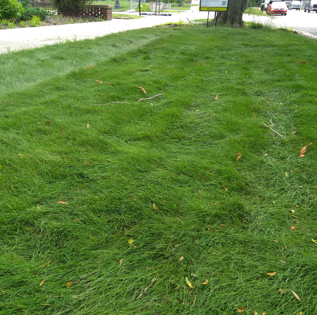 Established fine fescue lawn with dense green growth along a sidewalk